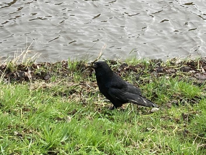 Vogel